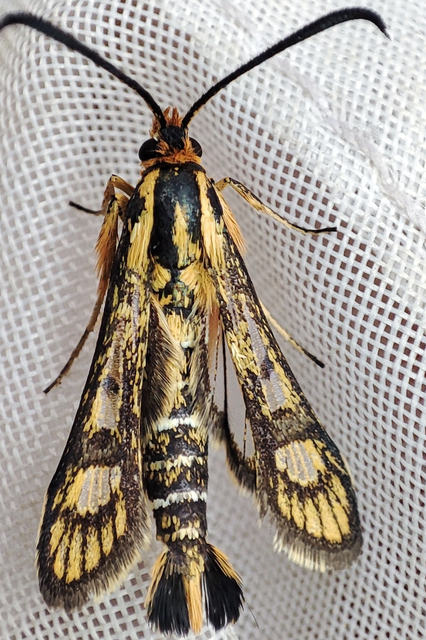 Chamaesphecia astatiformis - farkasfűtej-szitkár