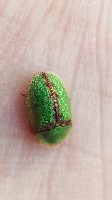 Cassida pannonica - pannon pajzsbogár