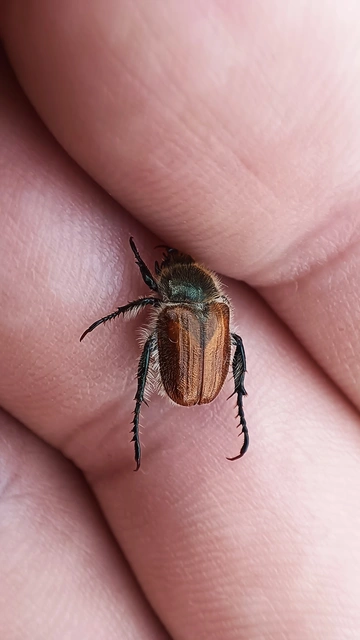 Chaetopteroplia segetum - rozsszipoly