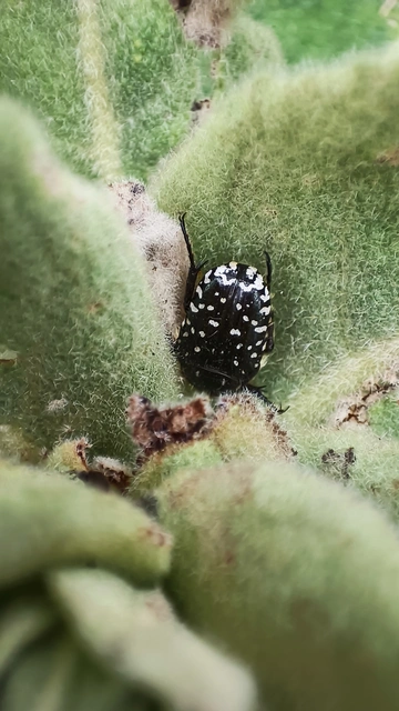 Oxythyrea funesta - sokpettyes virágbogár