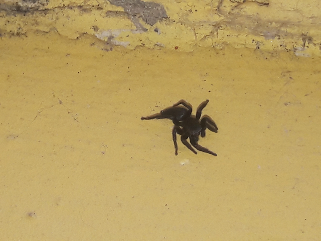 Salticidae - ugrópókok