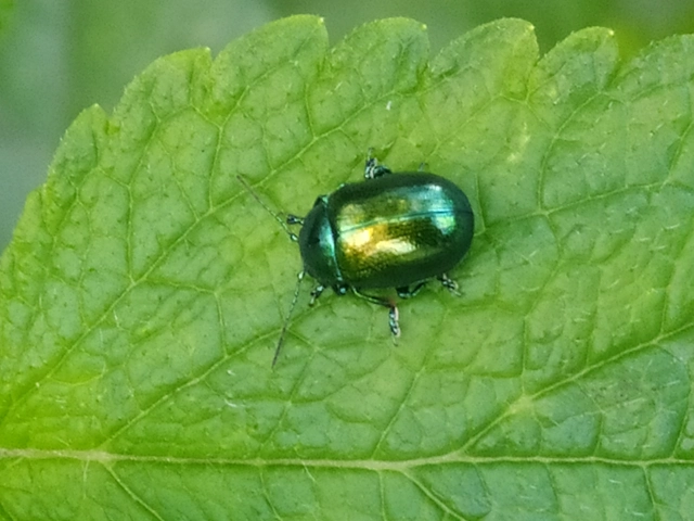 Chrysolina herbacea - zöld mentalevelész