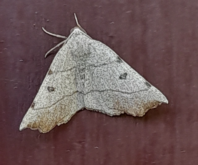 Eilicrinia trinotata - háromjegyű araszoló