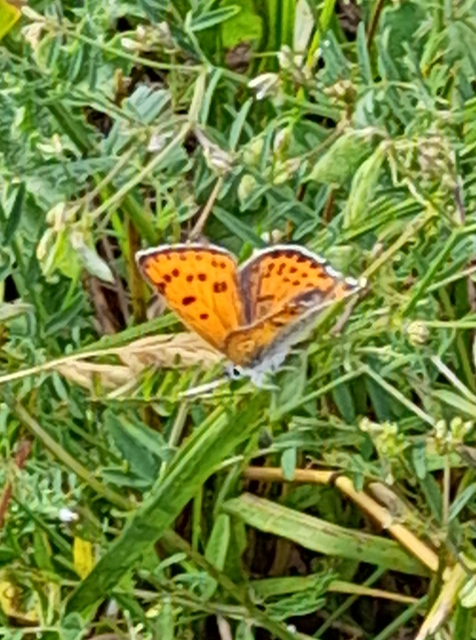 Lycaena thersamon - kis tűzlepke