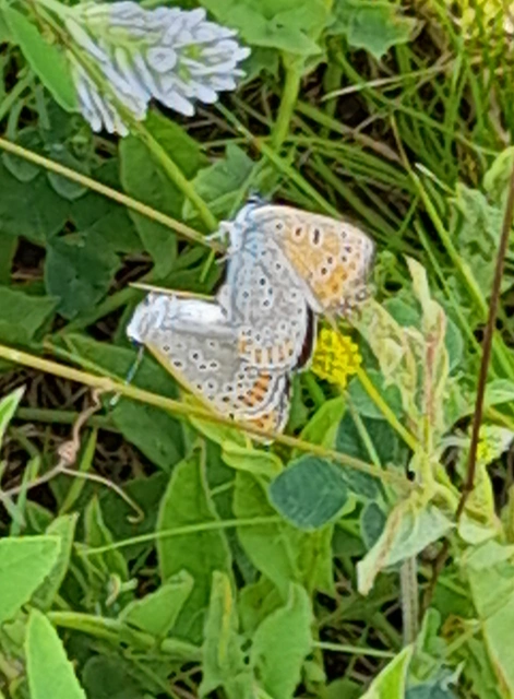 Lycaena thersamon - kis tűzlepke