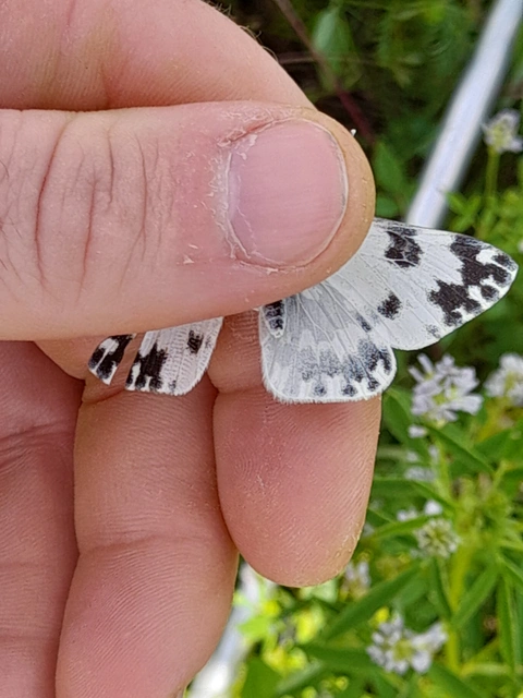 Pontia edusa - rezedalepke