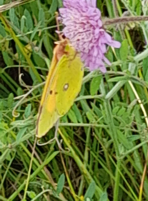 Colias croceus - sáfránylepke