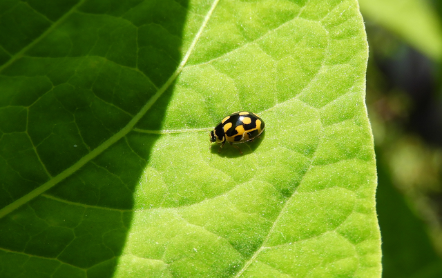 Propylea quatuordecimpunctata - tizennégypettyes füsskata