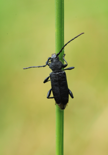Ropalopus macropus - kis facincér Ropalopus macropus - kis facincér