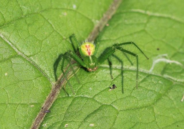 Heriaeus graminicola/hirtus