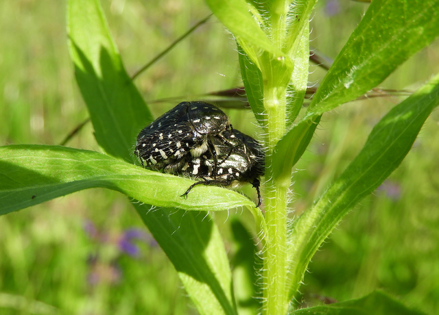 Oxythyrea funesta - sokpettyes virágbogár