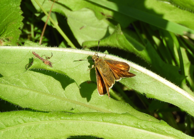 Ochlodes sylvanus - erdei busalepke