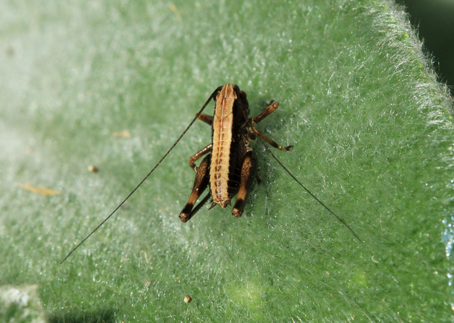 Pholidoptera