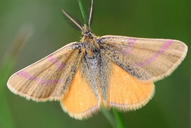Lythria purpuraria - bíborsávos araszoló