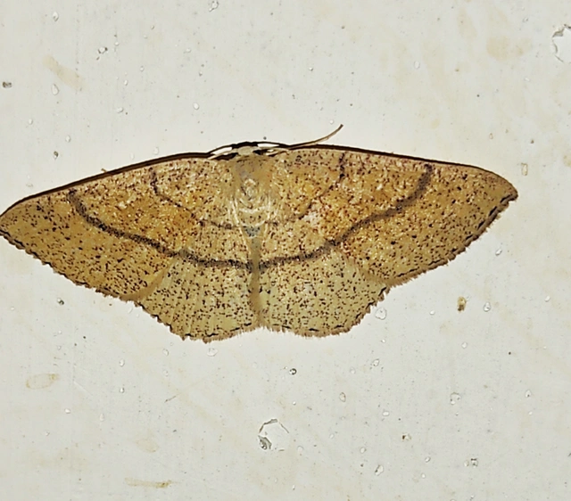 Cyclophora ruficiliaria - vörösrojtú pettyesaraszoló