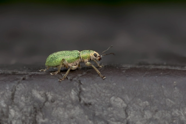 Pachyrhinus lethierryi - tujarontó ormányos
