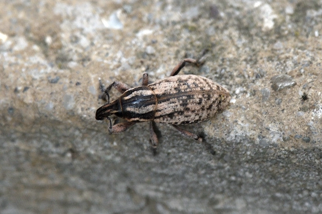 Pseudocleonus cinereus - hamvas barkó