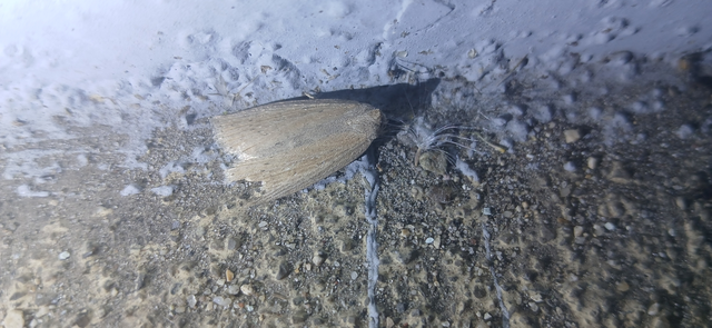 Chilodes maritima - négyfoltos nádibagoly