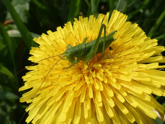Tettigonia