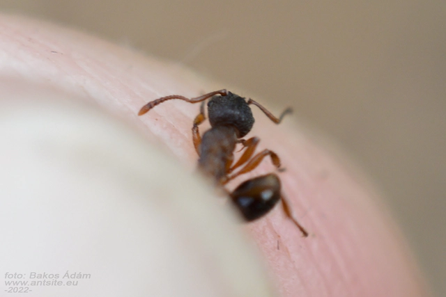 Myrmica schencki - kétszínű bütyköshangya