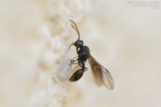 Myrmecina graminicola - ráncoshangya