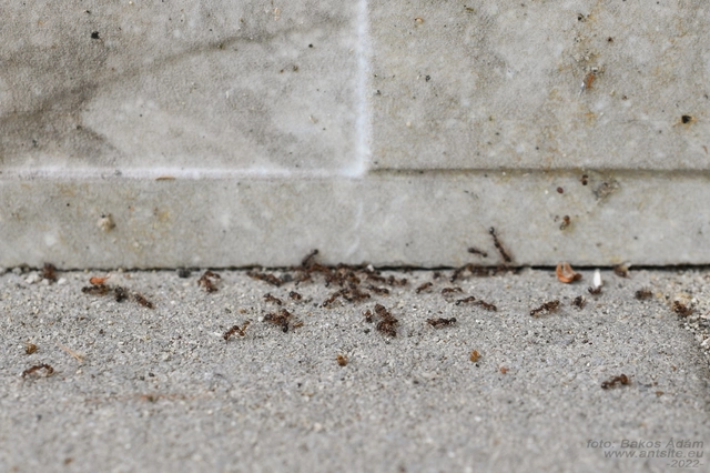 Tetramorium