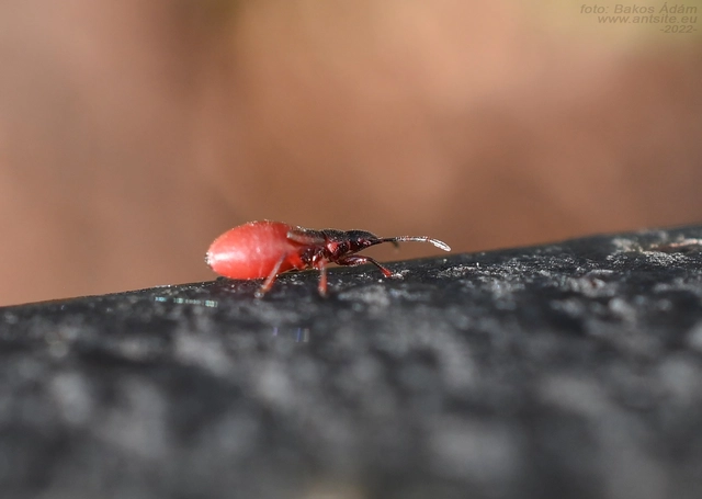 Oxycarenus lavaterae - hársbodobács
