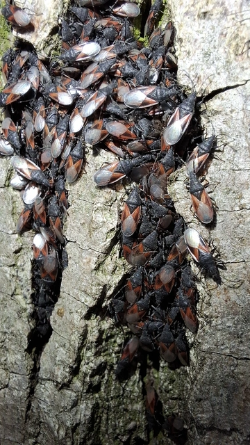 Oxycarenus lavaterae - hársbodobács