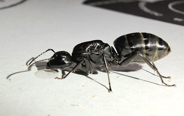 Camponotus vagus - fekete lóhangya