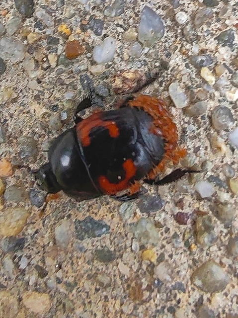 Hister quadrimaculatus - közönséges sutabogár