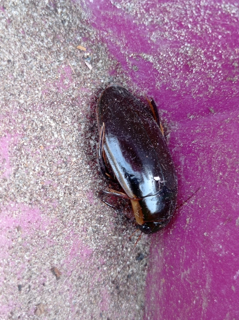 Dytiscus dimidiatus - tompacsípős csíkbogár