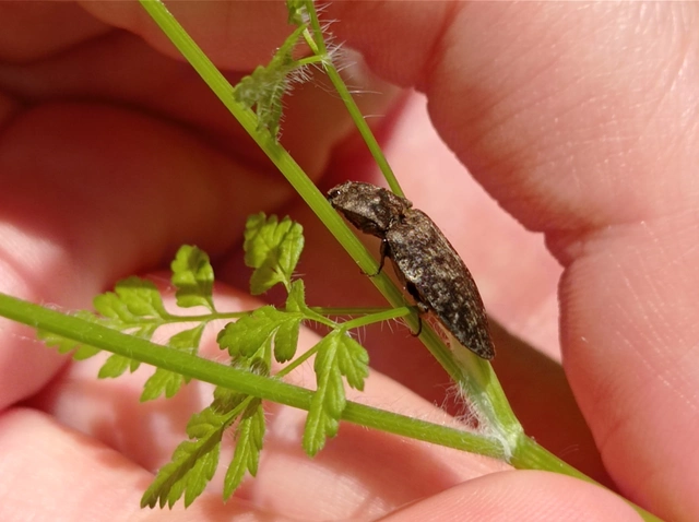 Agrypnus murinus - egérszínű pikkelyespattanó