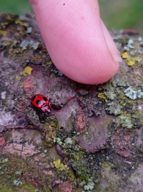 Endomychus coccineus - négypettyes álböde