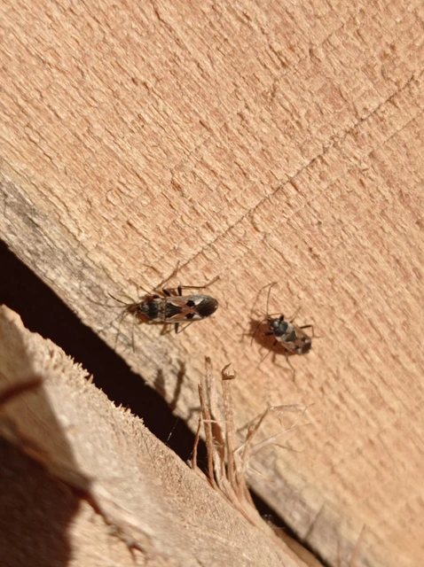 Rhyparochromus vulgaris - közönséges díszesbodobács