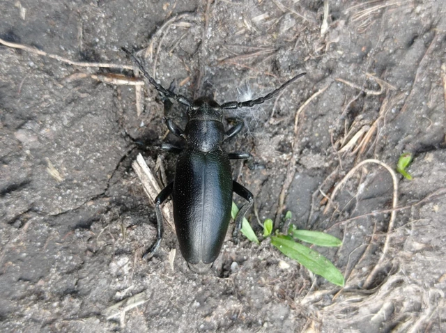Dorcadion aethiops - fekete gyalogcincér