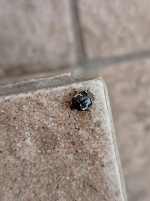 Tritomegas bicolor - foltos földipoloska