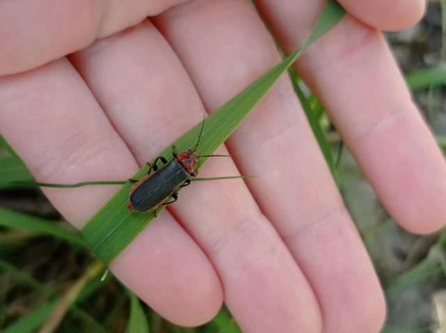 Cantharis rustica - suszterbogár