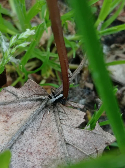 Pardosa alacris/lugubris