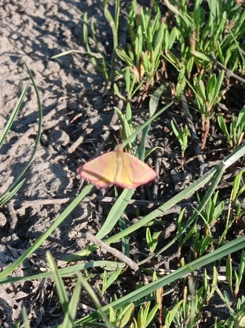 Lythria purpuraria - bíborsávos araszoló