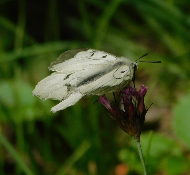 Parnassius mnemosyne - kis apollólepke
