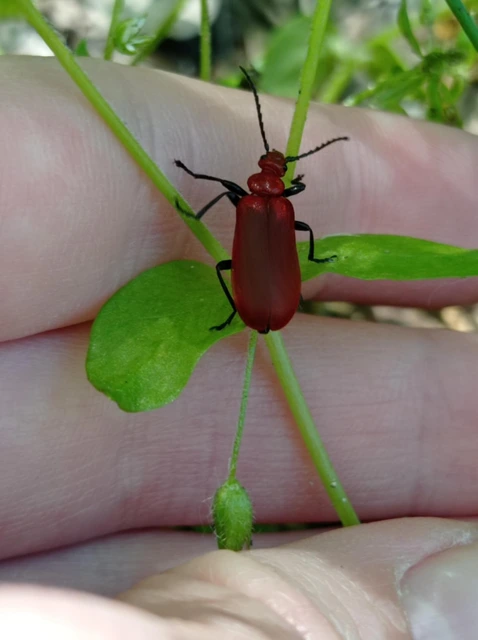 Pyrochroa serraticornis - közép-bíborbogár
