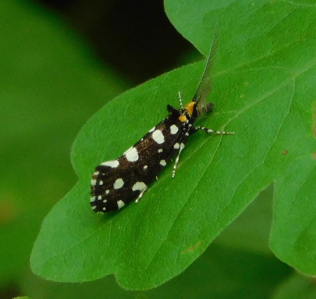 Euplocamus anthracinalis - fésűscsápú korhadékmoly