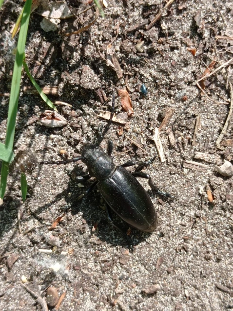 Dorcadion aethiops - fekete gyalogcincér