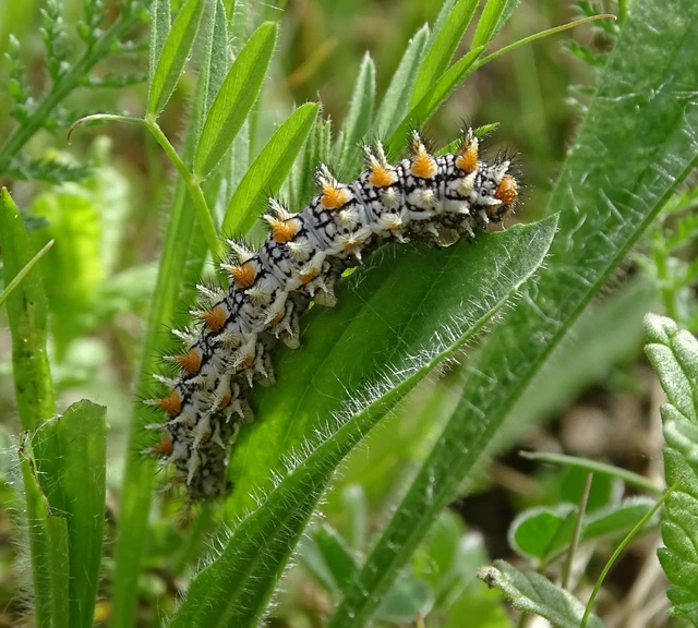Melitaea didyma - tüzes tarkalepke