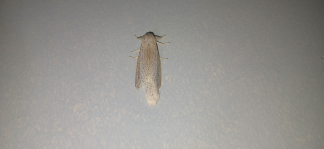 Phragmataecia castaneae - nádfúrólepke