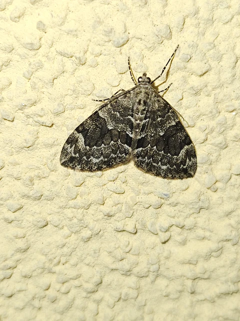 Thera variata/britannica