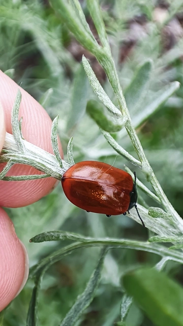 Chrysomela populi - nagy nyárlevelész