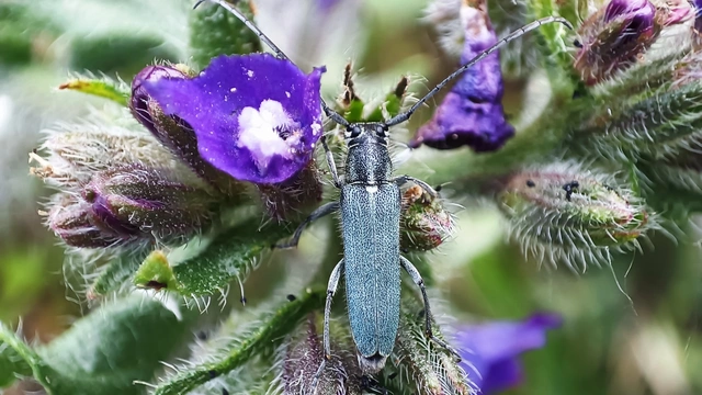 Phytoecia coerulescens - kígyósziszcincér
