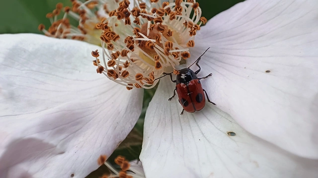 Cryptocephalus bipunctatus - kétpettyes zömökbogár