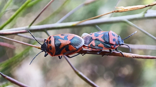 Eurydema ornata - díszespoloska Eurydema ornata - díszespoloska